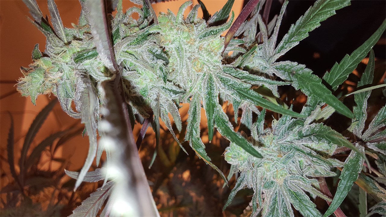 Pineapple Trainwreck