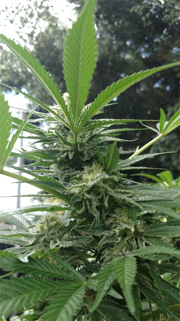 Foto de la variedad Pineapple