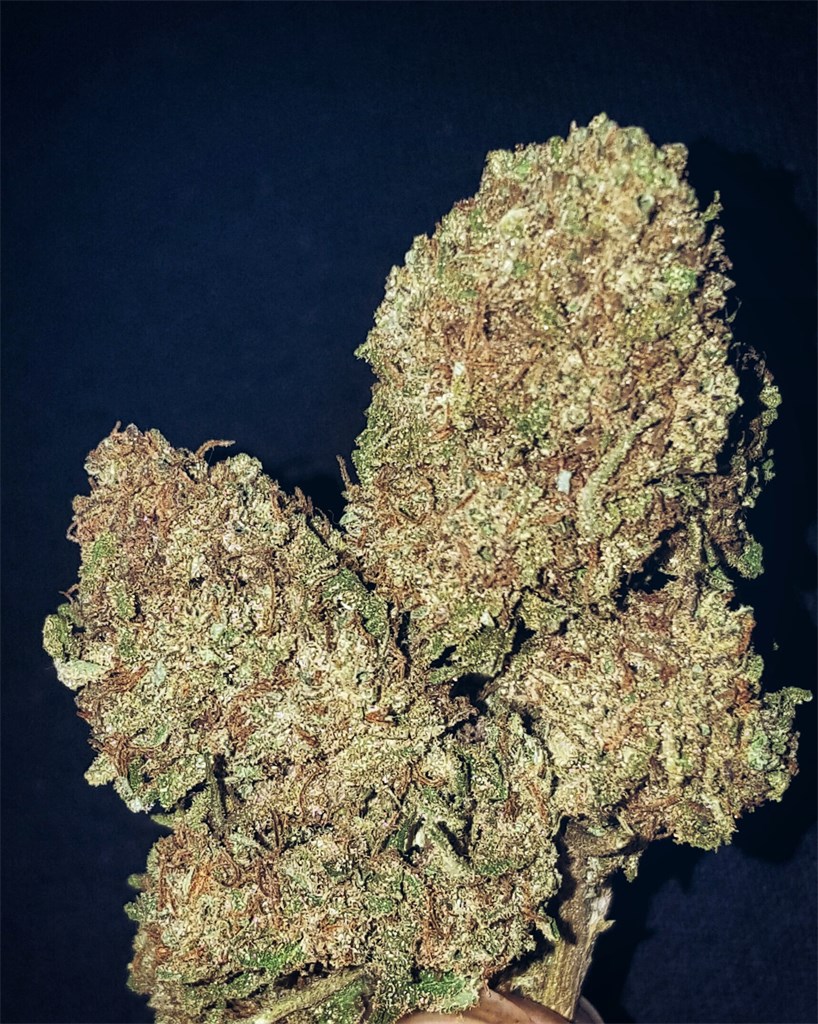 Foto de la variedad Pitbull