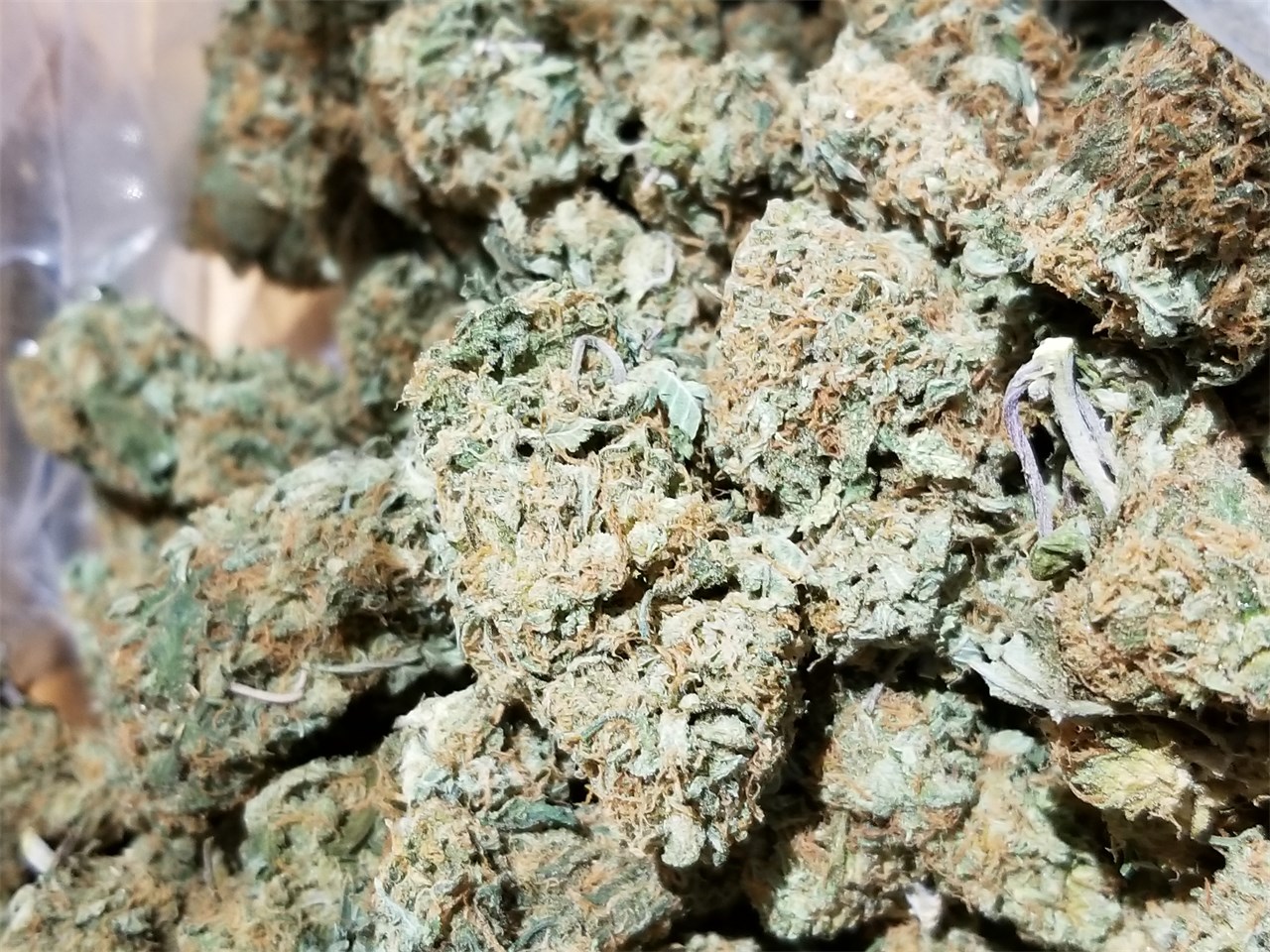 Foto de la variedad Platinum Huckleberry Cookies