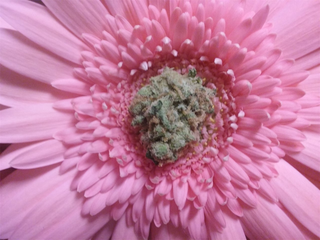 Pluto Kush