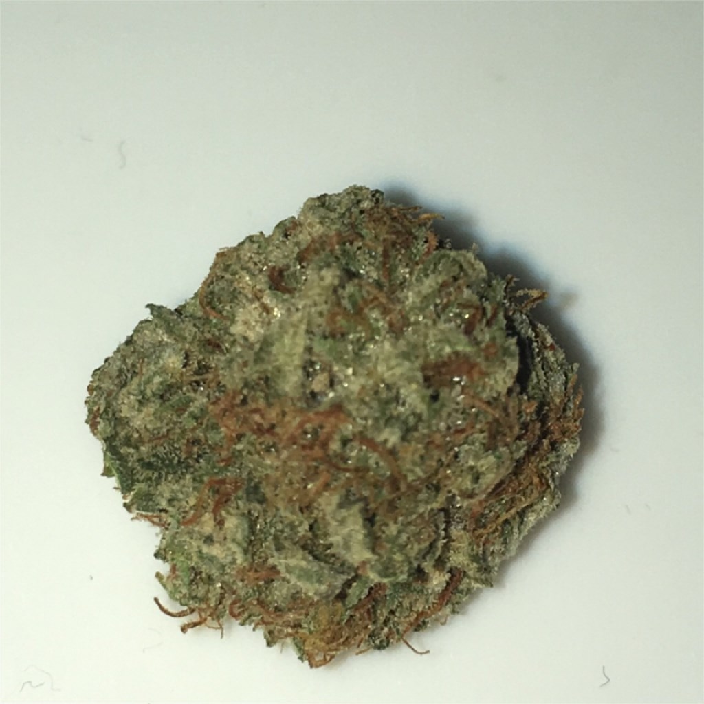 Dutch Passion: Power Plant | Leafly