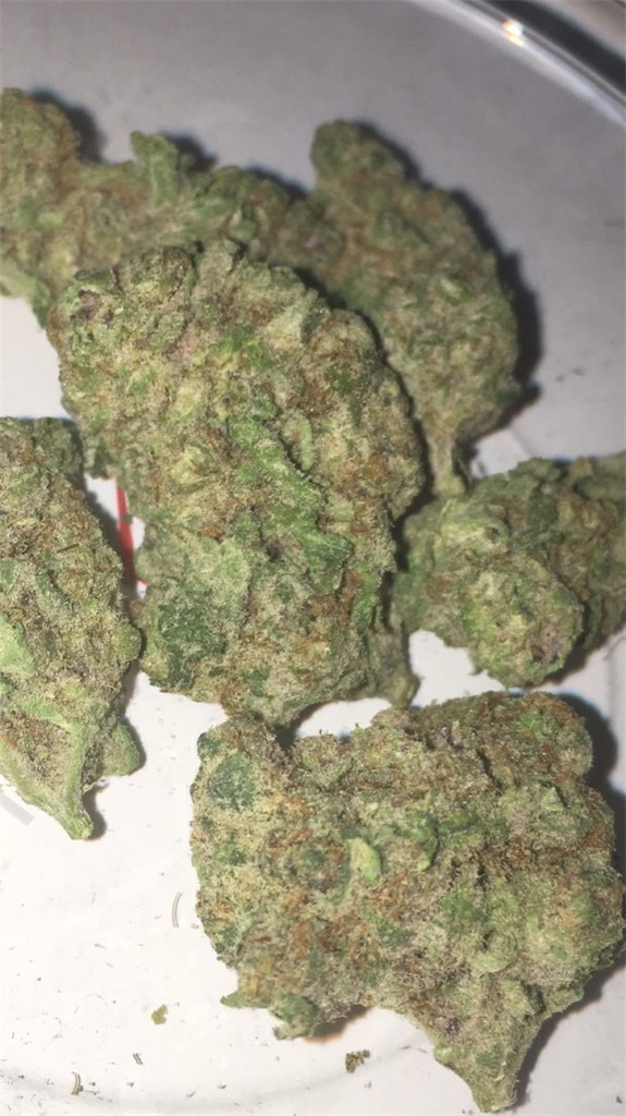 Foto de la variedad Predator Pink