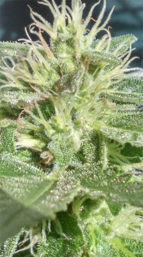 Foto de la variedad Pure Kush