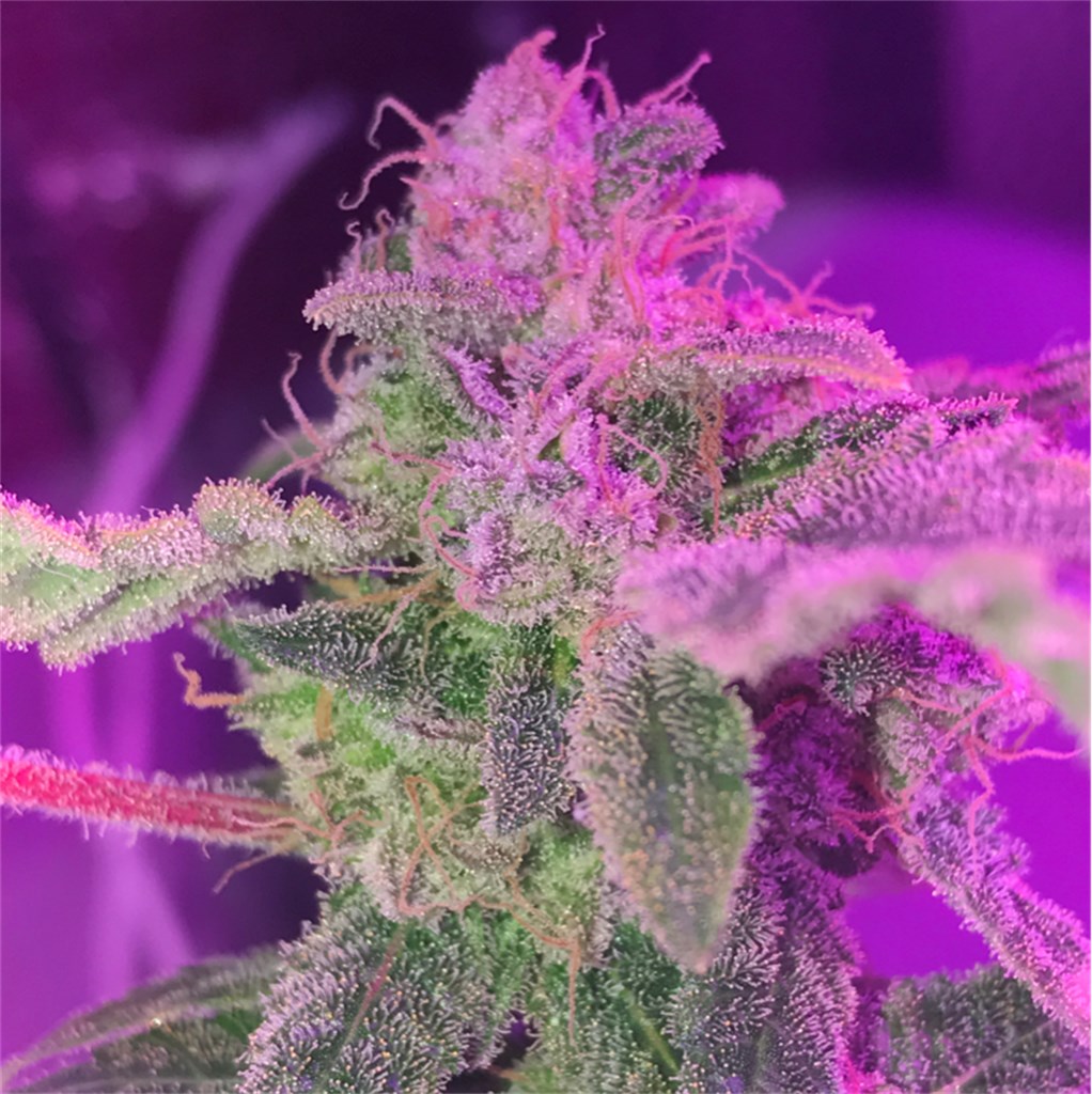Foto de la variedad Purple Bud