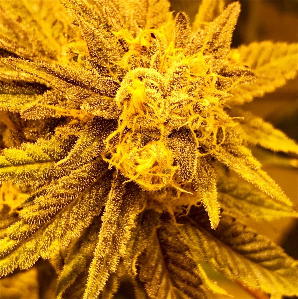 Foto de la variedad Purple Champagne