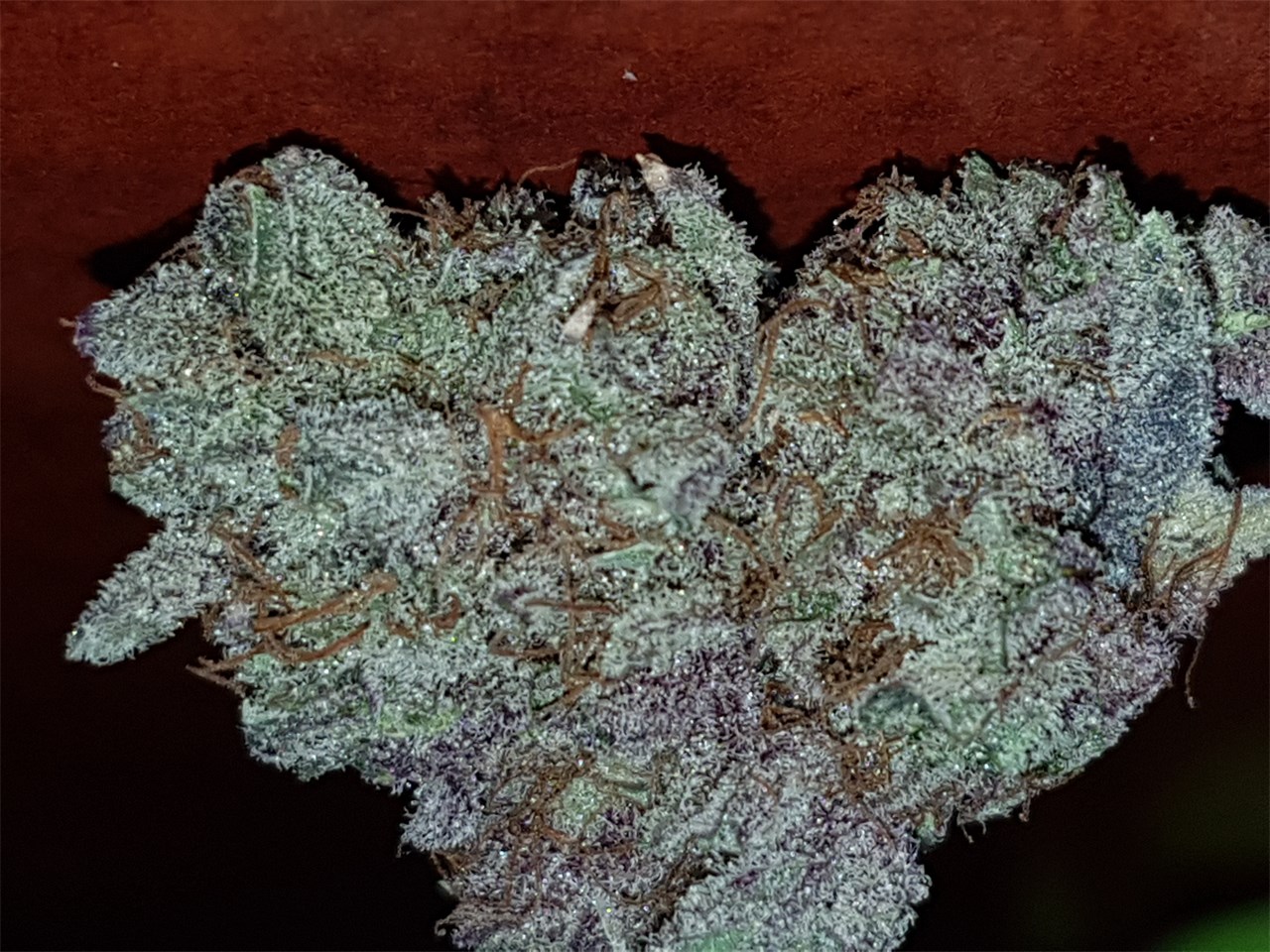 Purple Crack
