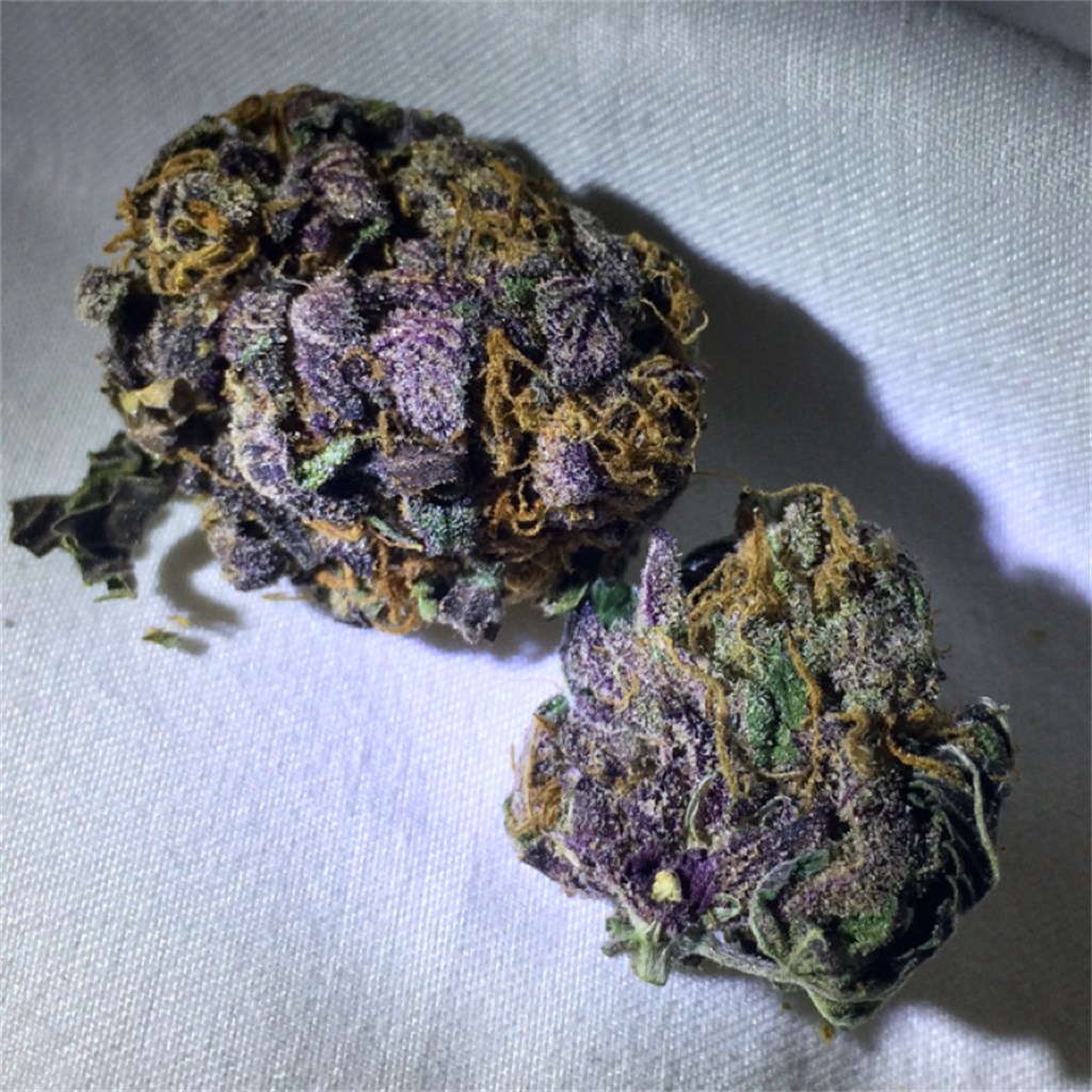 Purple Dragon