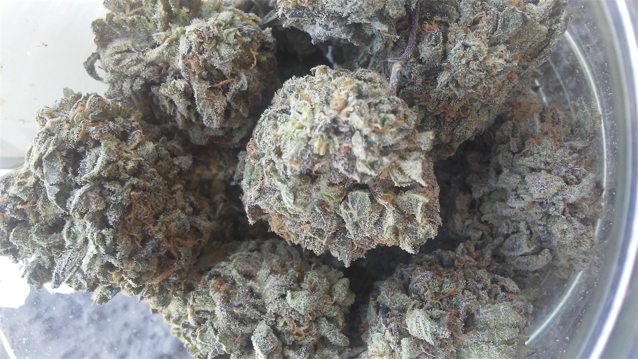 Purple Gorilla