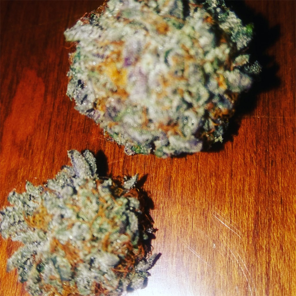 Purple Hashplant