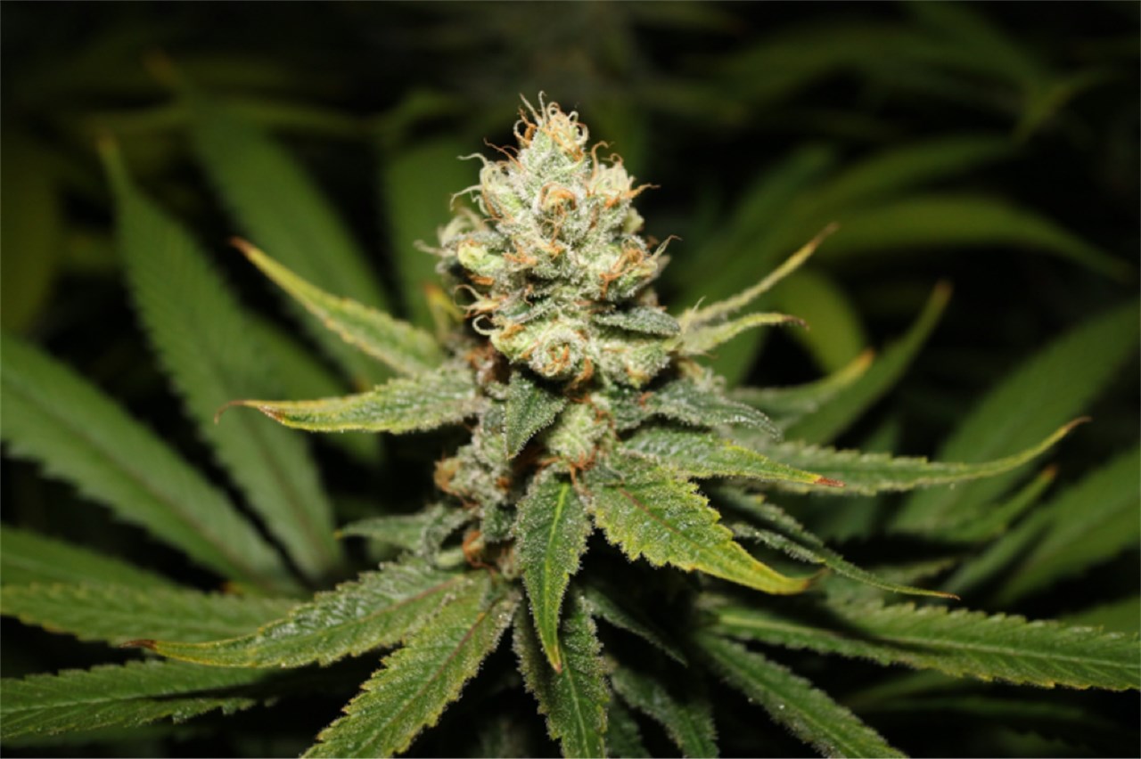 Foto de la variedad Purple Haze