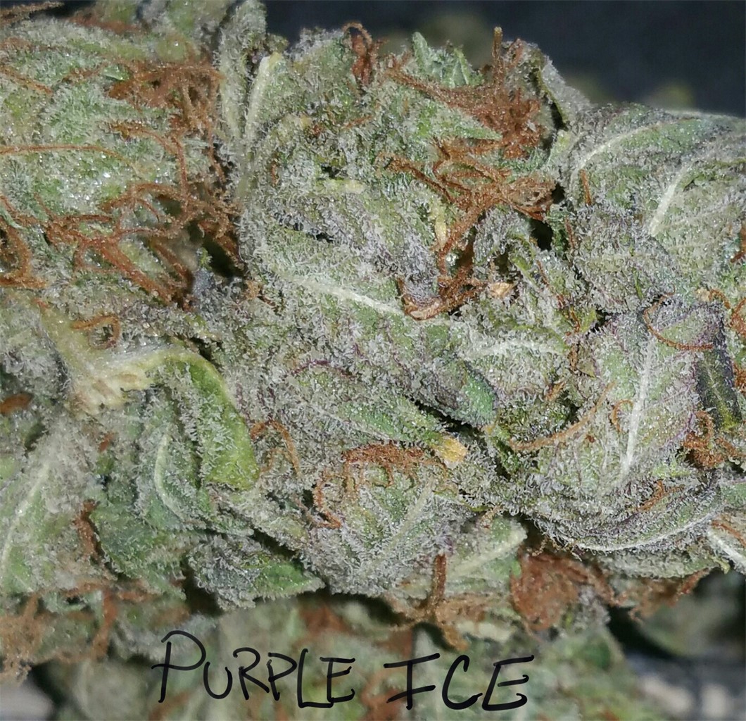 Foto de la variedad Purple Ice
