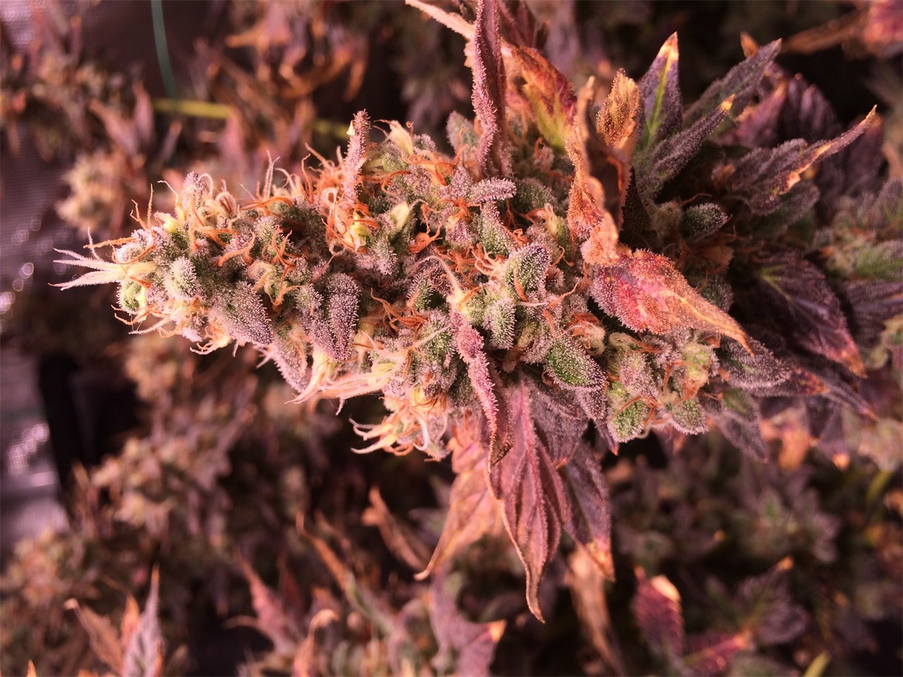Purple Paralysis