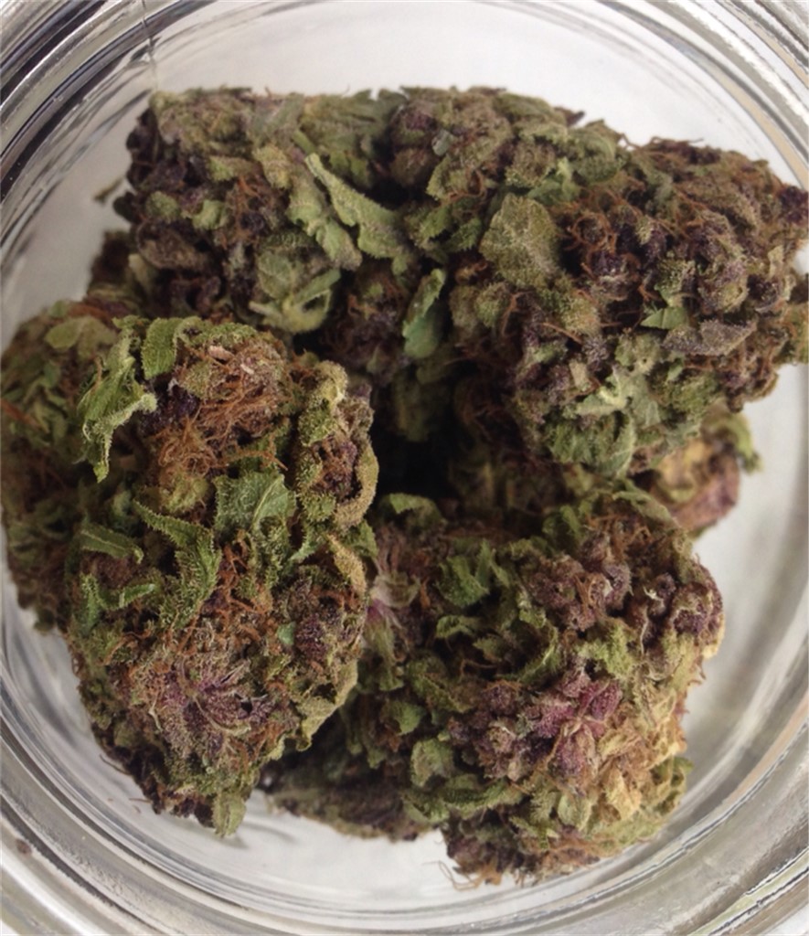 Purple Rhino