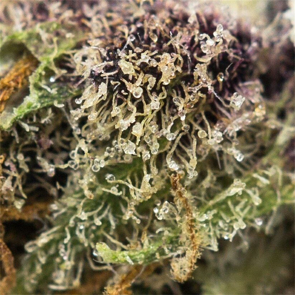 Purple Tangie