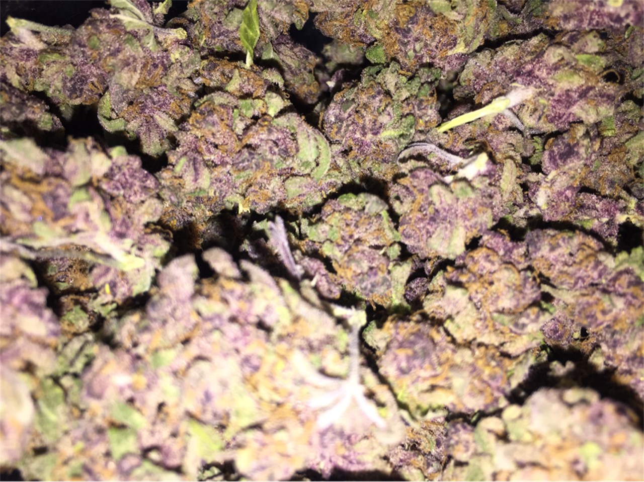 Purple Voodoo