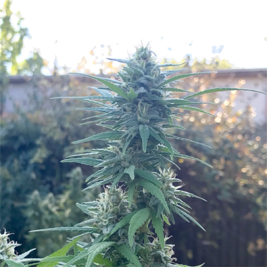 Raskal's OG Kush