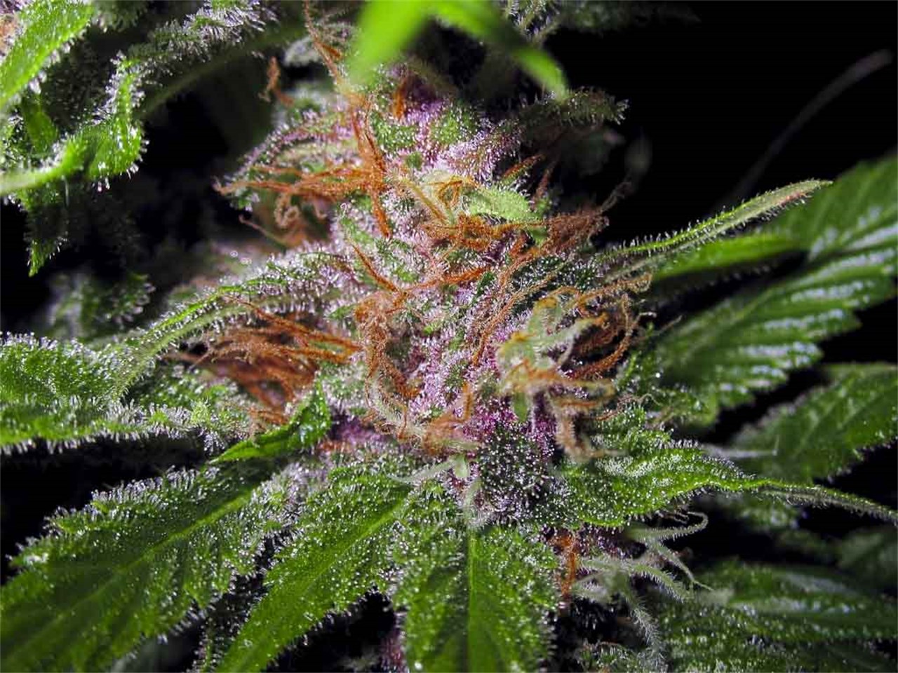 Rebel Berry OG