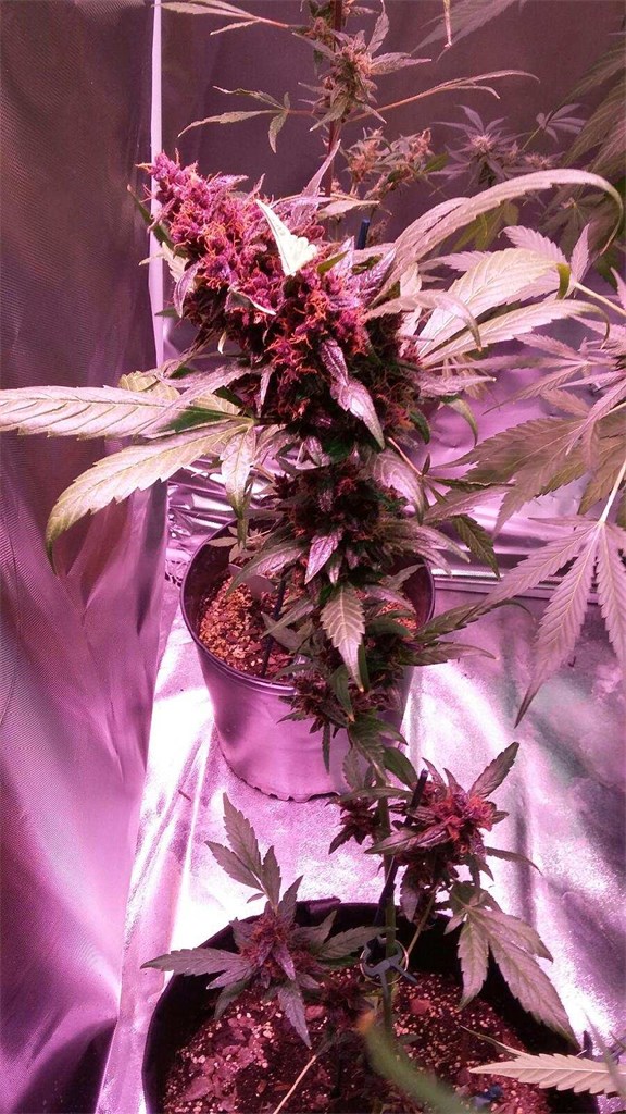 Red Poison