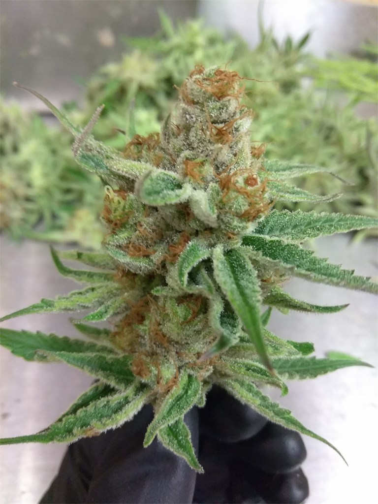 Redwood Kush