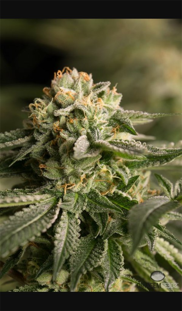 Remo Chemo
