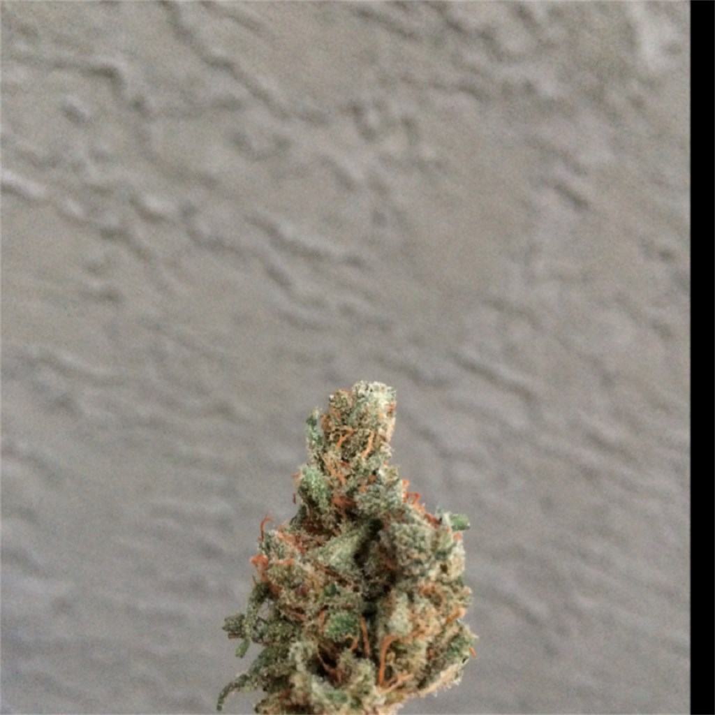 Foto de la variedad René