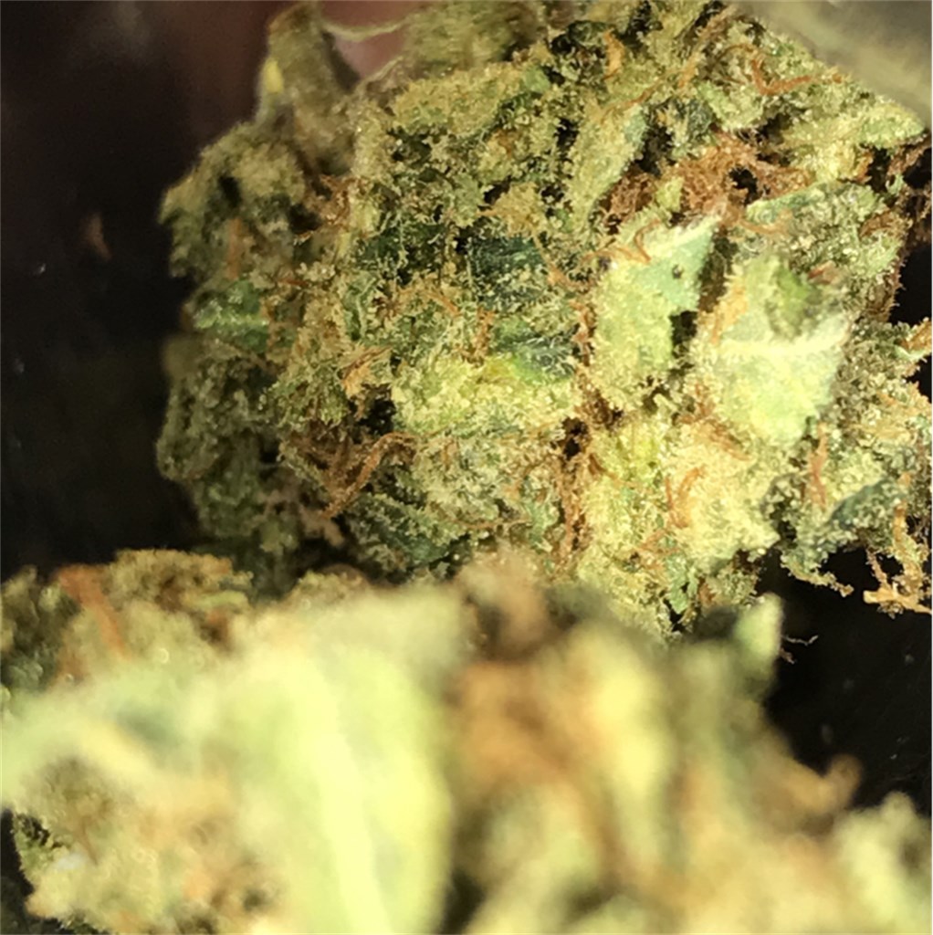 Foto de la variedad Rock Bud