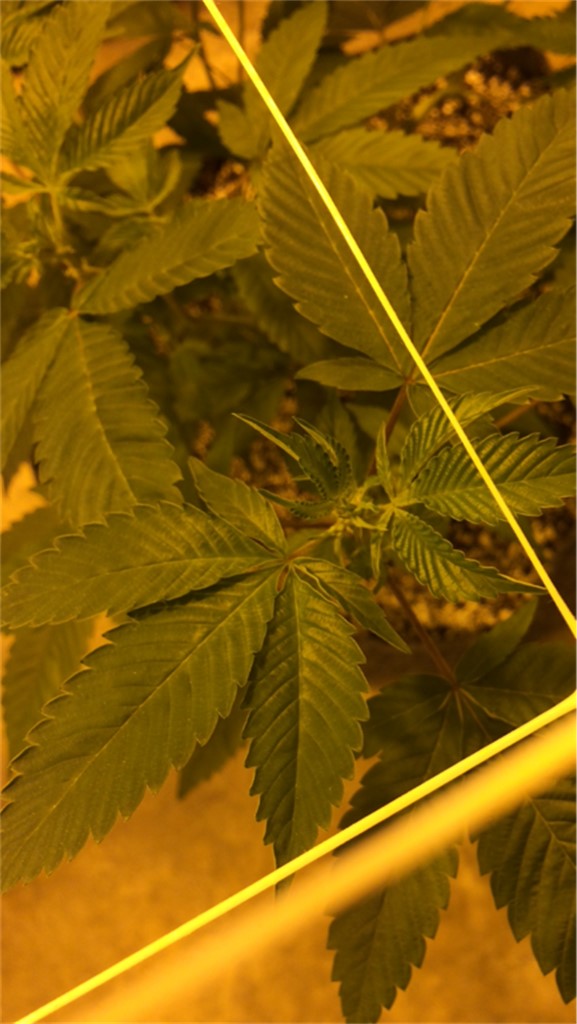 Royal Chemdawg