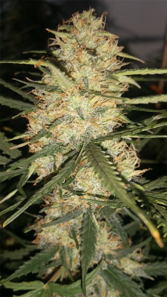 Foto de la variedad Royal Dwarf