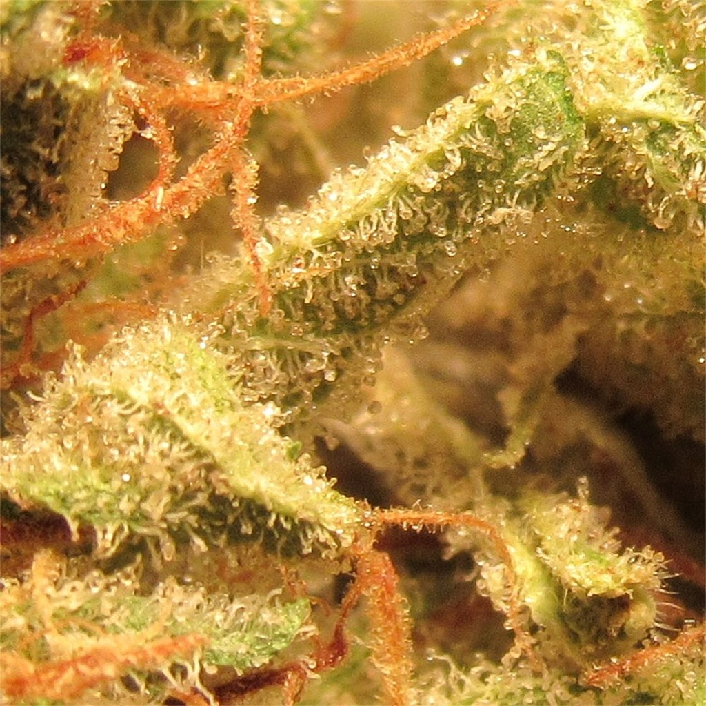 Sage N Sour