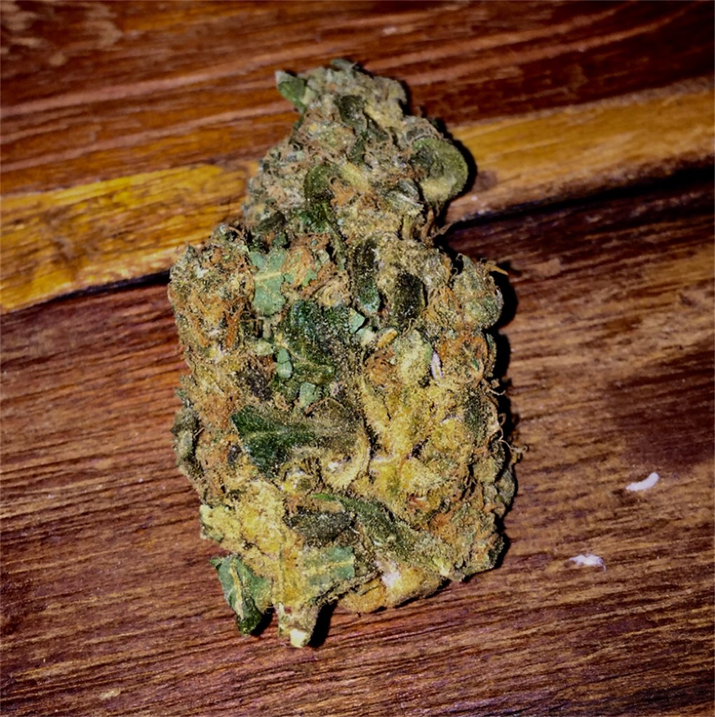 Foto de la variedad Santa Maria