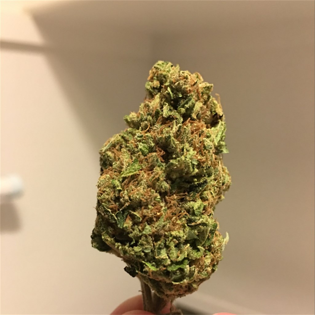 Foto de la variedad Sapphire Scout