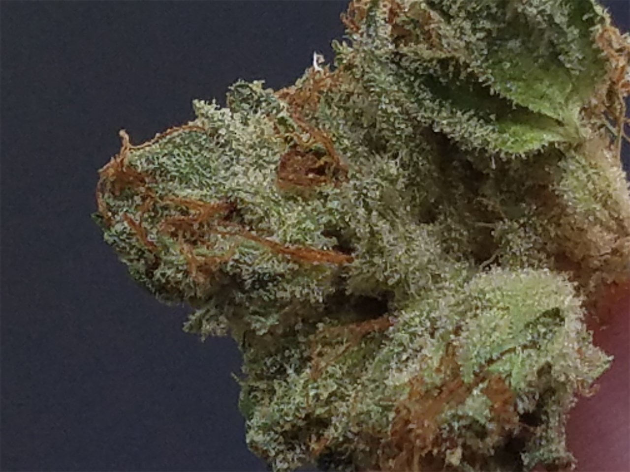 Foto de la variedad Scott OG