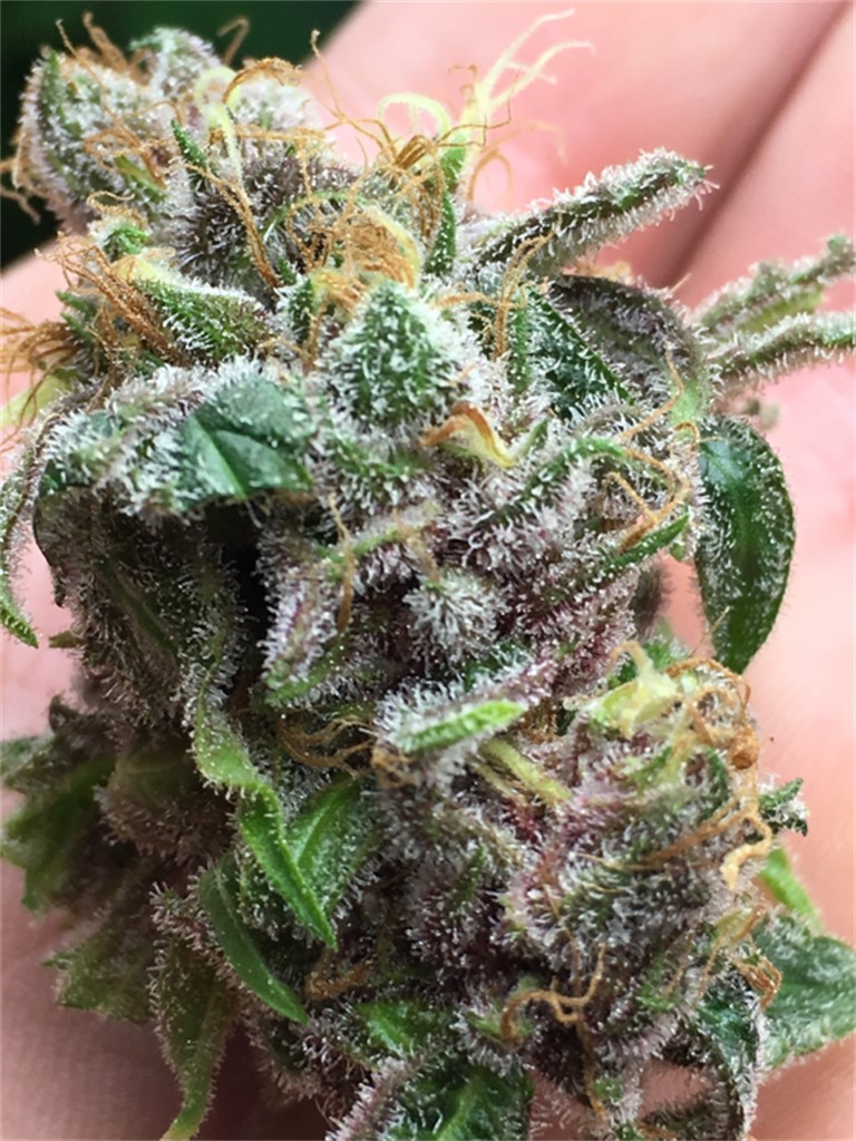 Seattle Blue