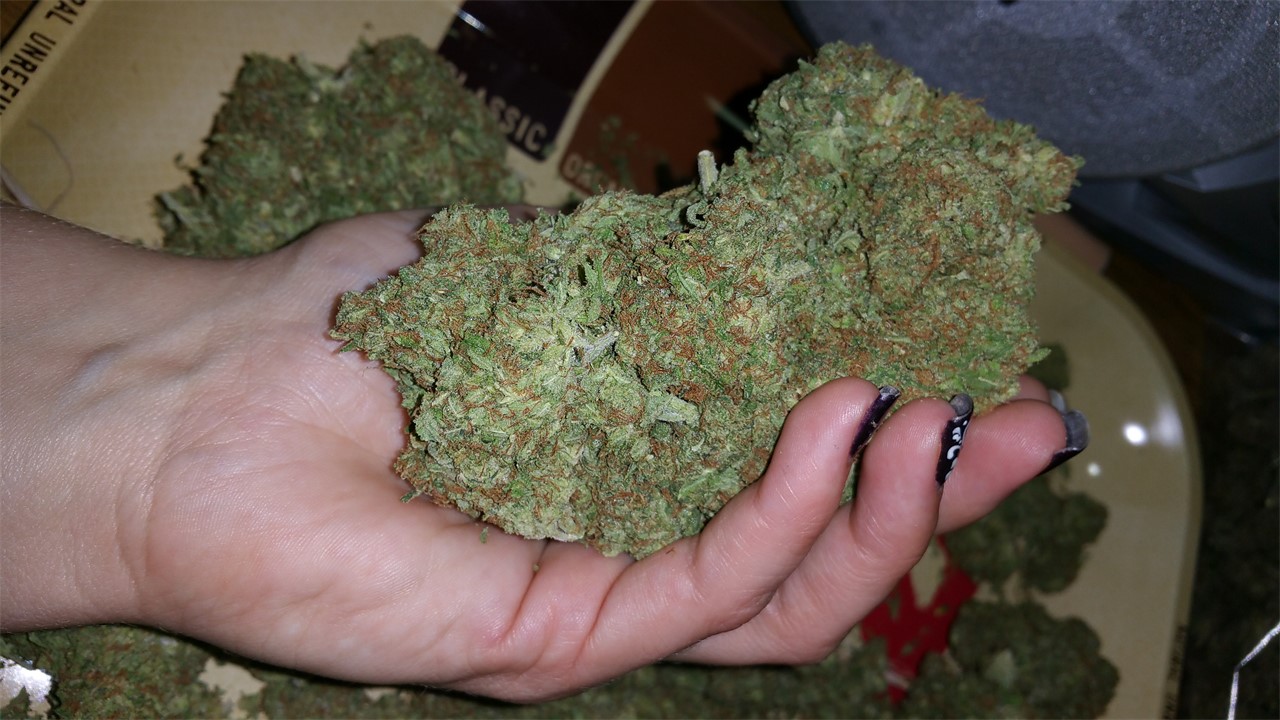 Foto de la variedad Secret Recipe