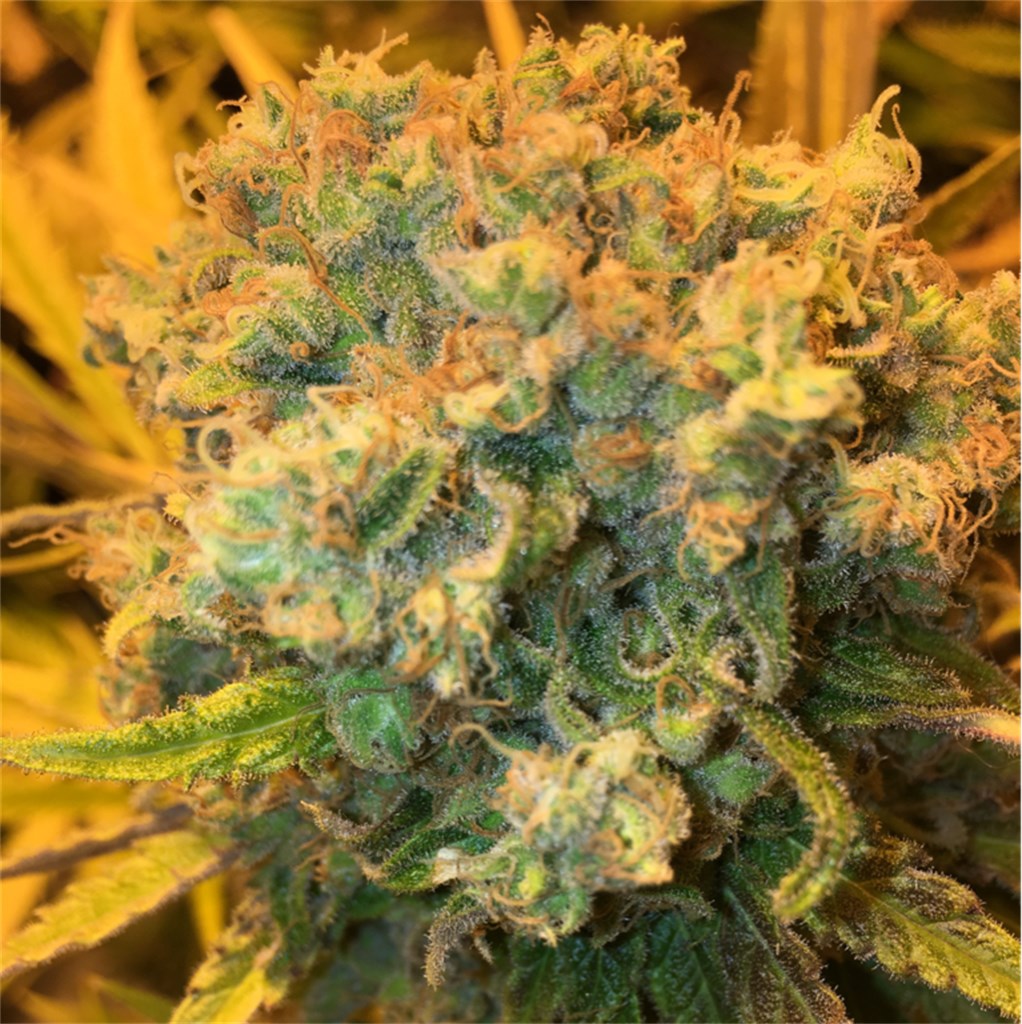 Foto de la variedad Sensi Skunk