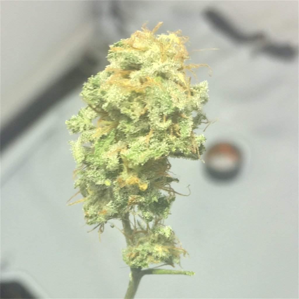 Sequoia Strawberry