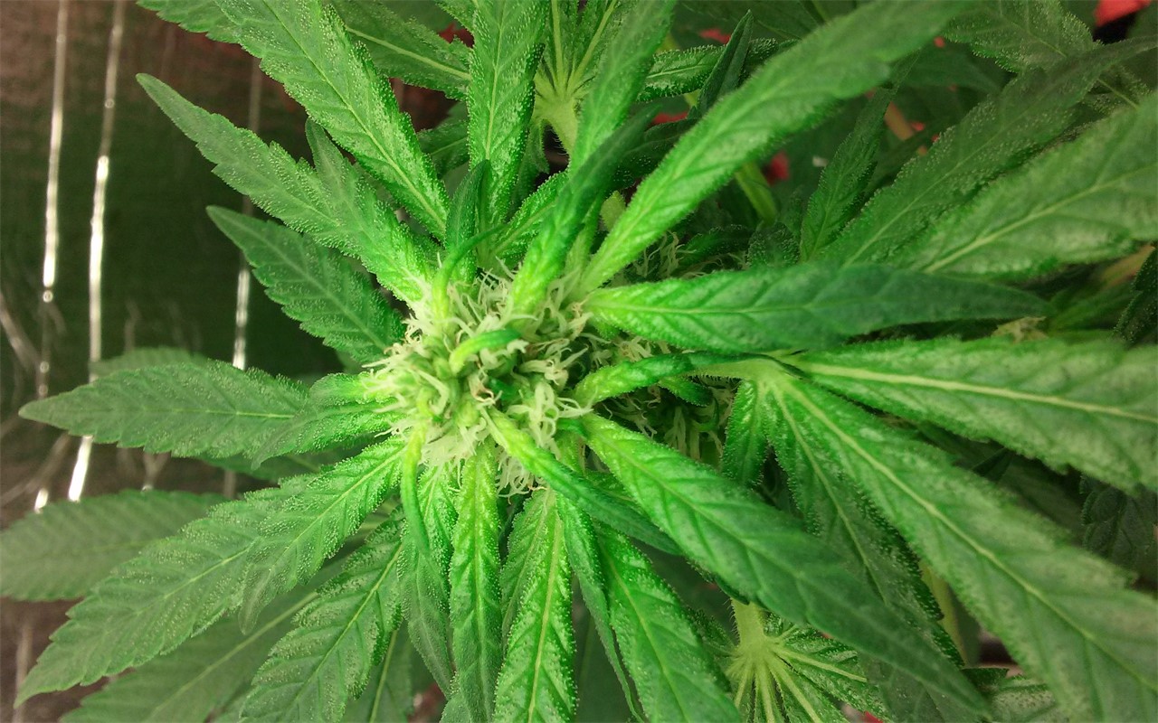 Foto de la variedad Serious 6