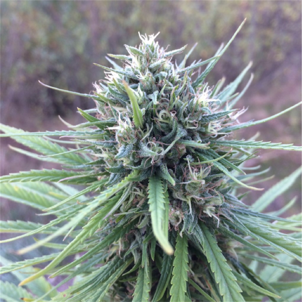 Foto de la variedad Shaman