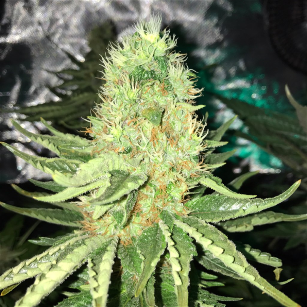Foto de la variedad Sharksbreath