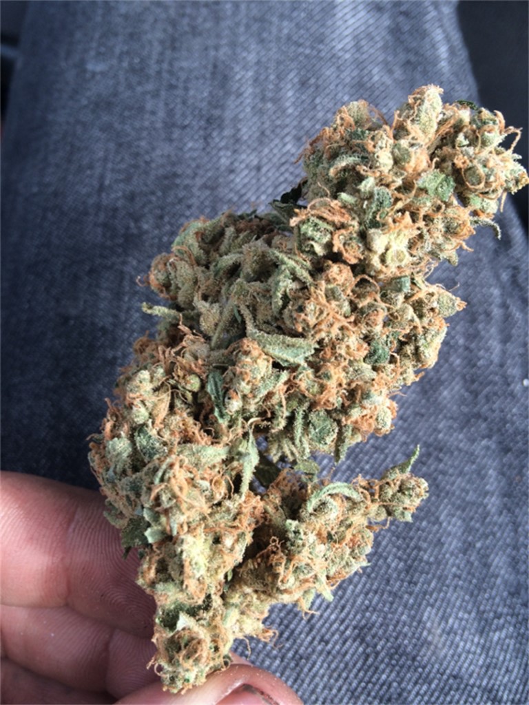 Shiatsu Kush