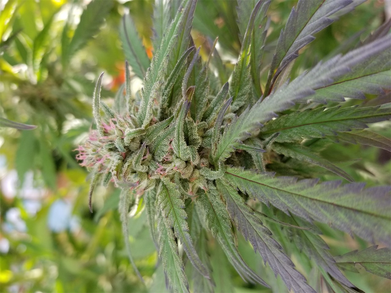 Foto de la variedad Shiskaberry
