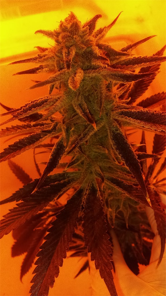 Shishkaberry