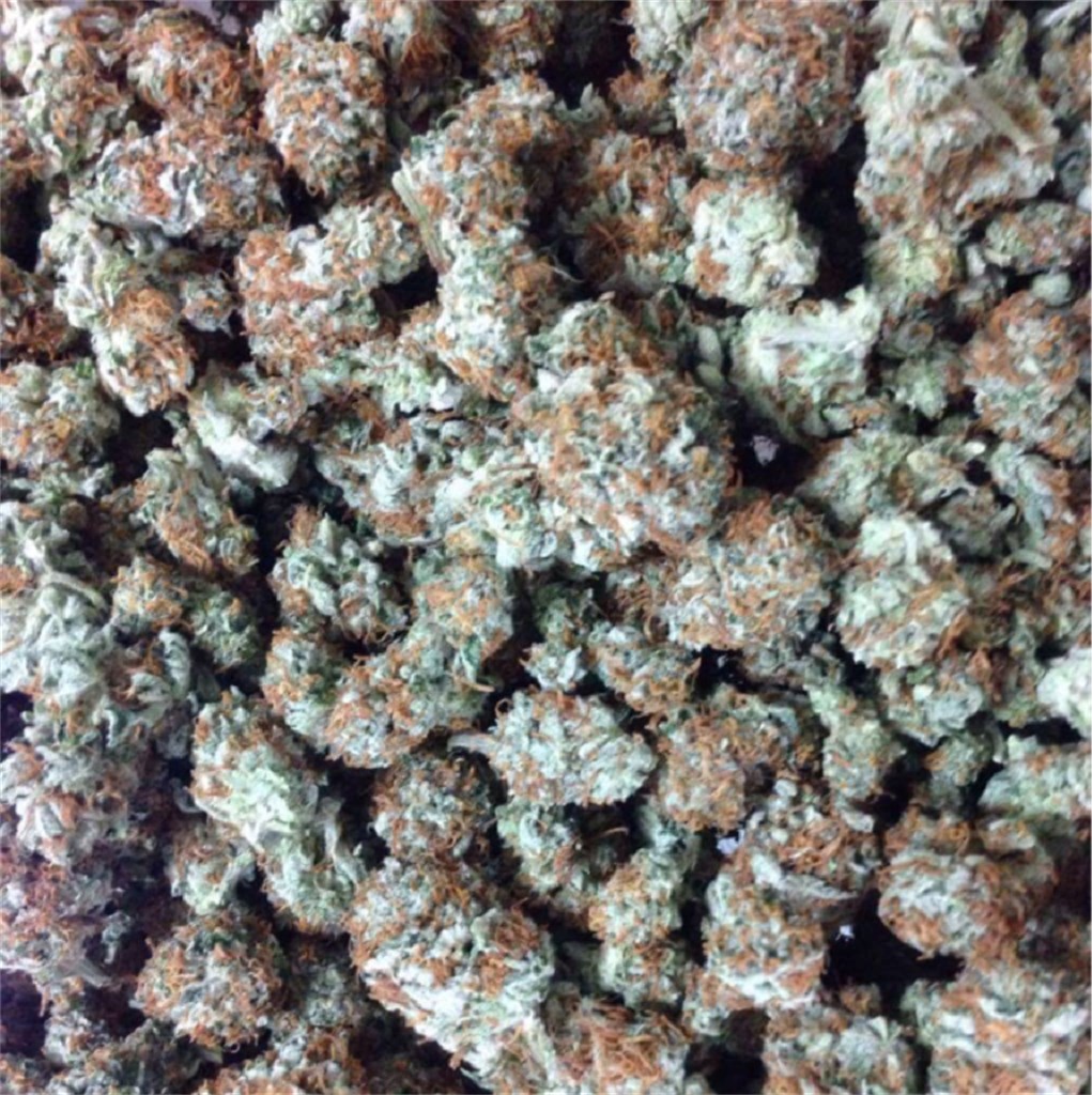 Foto de la variedad Shiva Skunk