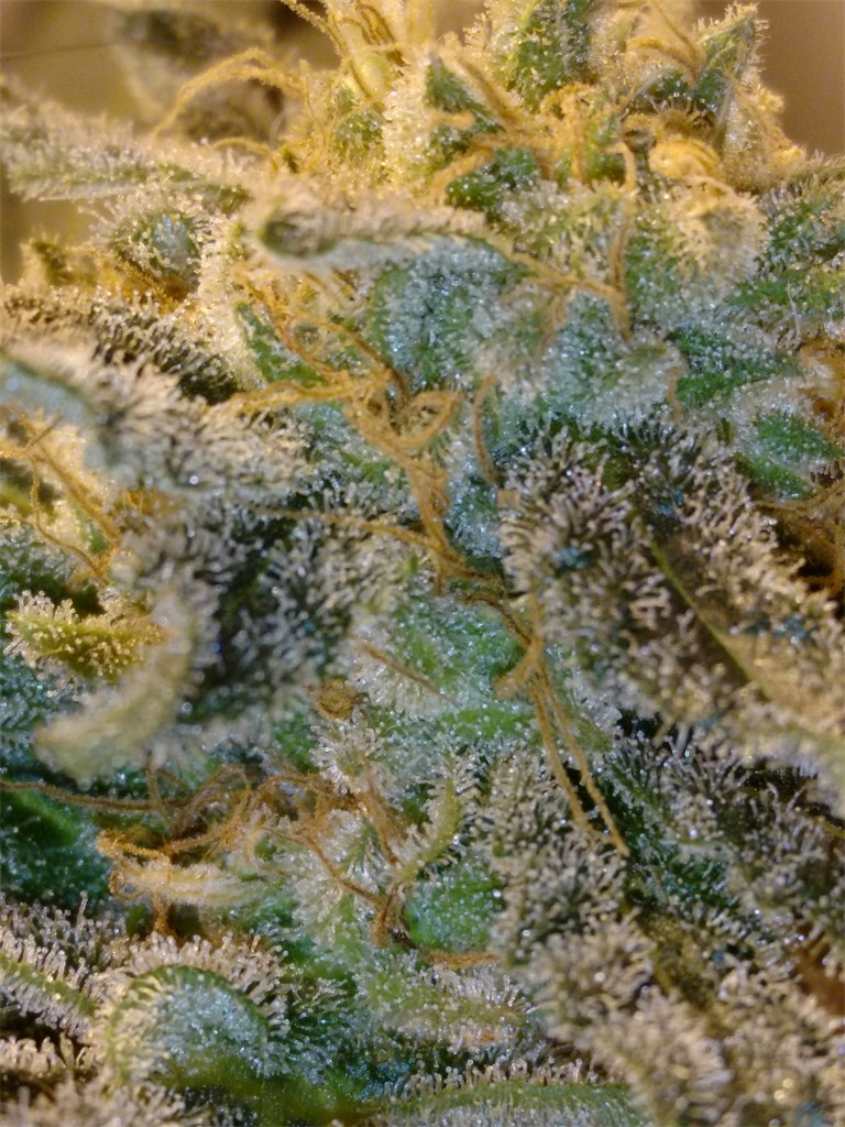 Foto de la variedad Silver Pearl