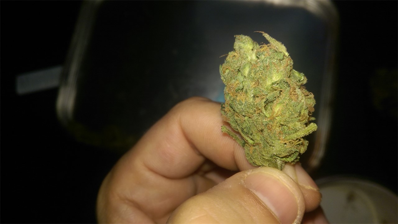 Foto de la variedad Sinai