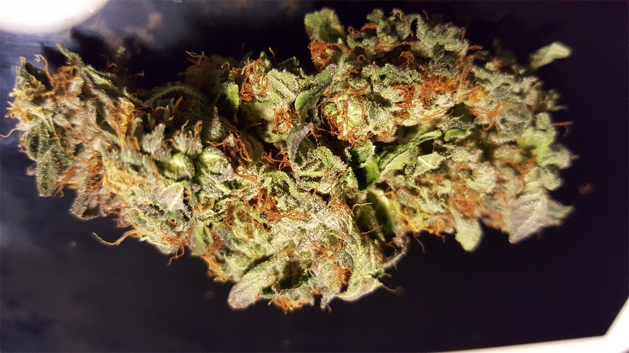 SinMint Cookies