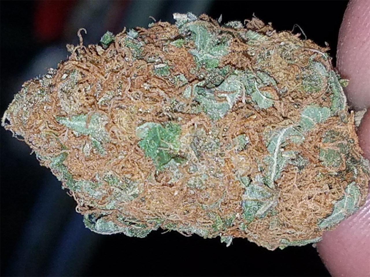 Foto de la variedad Six Shooter
