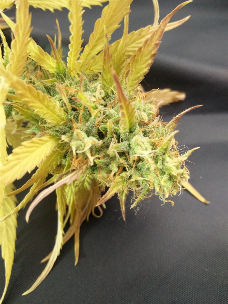 Foto de la variedad Skunk 47
