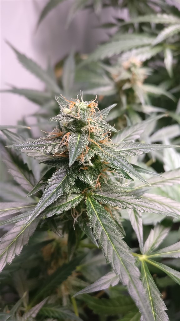 Foto de la variedad Skunk #1